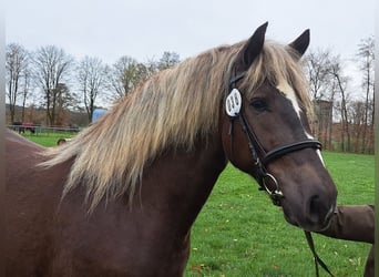 Black Forest Horse, Mare, 3 years, 15 hh, Chestnut