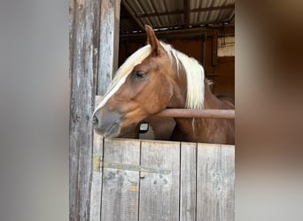 Black Forest Horse, Mare, 3 years, 15 hh, Chestnut