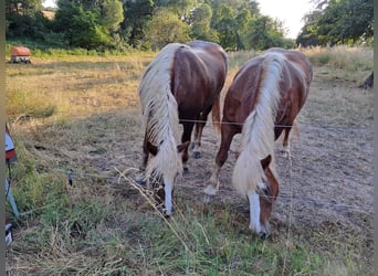 Black Forest Horse, Mare, 3 years, 15 hh, Chestnut-Red