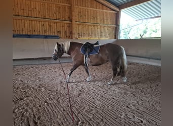 Black Forest Horse, Mare, 3 years, 15 hh, Chestnut-Red