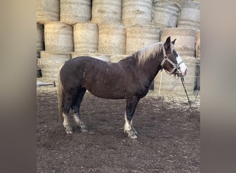 Black Forest Horse, Mare, 4 years, 13,2 hh, Chestnut-Red