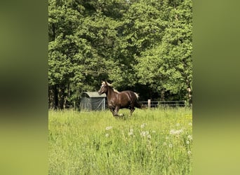 Black Forest Horse, Mare, 4 years, 14.2 hh, Chestnut