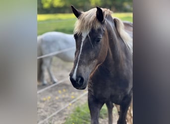 Black Forest Horse, Mare, 4 years, 14.2 hh, Chestnut