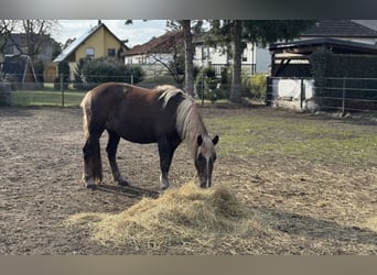 Black Forest Horse, Mare, 4 years, 14.2 hh, Chestnut