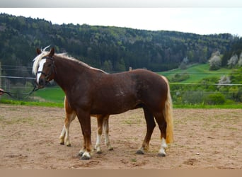Black Forest Horse, Mare, 4 years, 14.2 hh, Chestnut