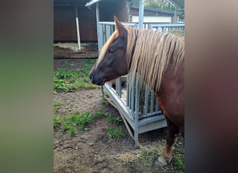 Black Forest Horse, Mare, 4 years, 14.2 hh, Chestnut