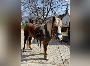 Black Forest Horse, Mare, 4 years, 14,2 hh, Chestnut