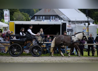 Black Forest Horse, Mare, 4 years, 14,2 hh, Chestnut