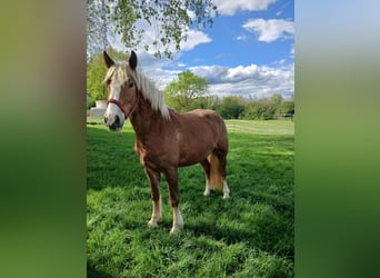 Black Forest Horse, Mare, 4 years, 14,3 hh, Chestnut-Red