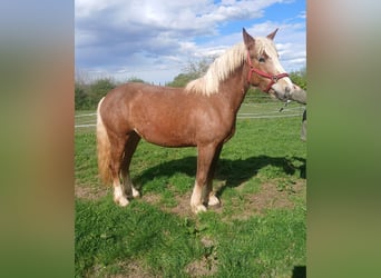 Black Forest Horse, Mare, 4 years, 14,3 hh, Chestnut-Red