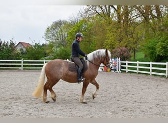 Black Forest Horse, Mare, 4 years, 15.2 hh, Chestnut