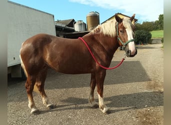 Black Forest Horse, Mare, 4 years, 15 hh, Chestnut-Red