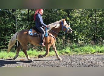 Black Forest Horse Mix, Mare, 4 years, 15 hh, Chestnut-Red