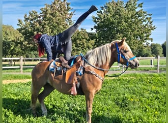 Black Forest Horse Mix, Mare, 4 years, 15 hh, Chestnut-Red