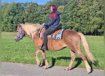 Black Forest Horse Mix, Mare, 4 years, 15 hh, Chestnut-Red