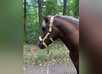 Black Forest Horse, Mare, 5 years, 13,2 hh, Chestnut