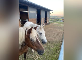 Black Forest Horse, Mare, 5 years, 13,2 hh, Chestnut