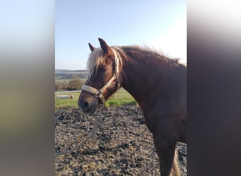 Black Forest Horse, Mare, 5 years, 13,2 hh, Chestnut