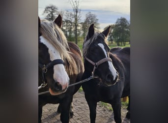 Black Forest Horse, Mare, 5 years, 14 hh, Chestnut