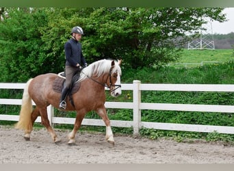 Black Forest Horse, Mare, 5 years, 15,2 hh, Chestnut