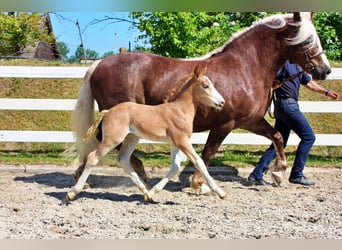 Black Forest Horse, Mare, 5 years, 15,2 hh, Chestnut