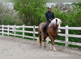 Black Forest Horse, Mare, 5 years, 15,2 hh, Chestnut