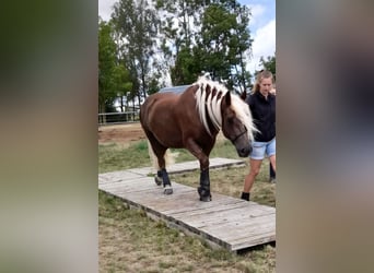 Black Forest Horse, Mare, 6 years, 14.3 hh, Chestnut