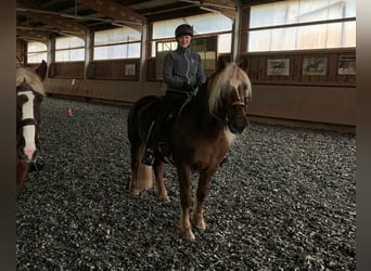 Black Forest Horse, Mare, 6 years, 14,3 hh, Chestnut
