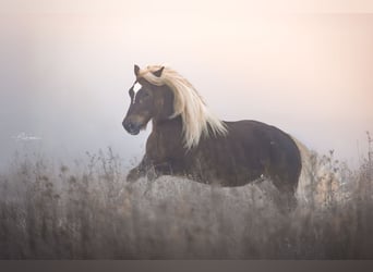 Black Forest Horse, Mare, 6 years, 14,3 hh, Chestnut