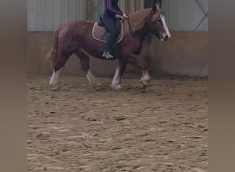Black Forest Horse Mix, Mare, 6 years, 15.1 hh, Chestnut-Red