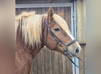 Black Forest Horse Mix, Mare, 6 years, 15,2 hh, Chestnut