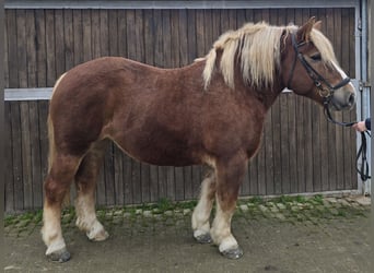 Black Forest Horse Mix, Mare, 6 years, 15,2 hh, Chestnut