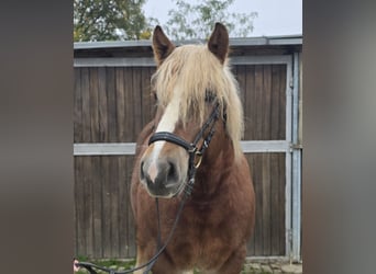 Black Forest Horse Mix, Mare, 6 years, 15,2 hh, Chestnut