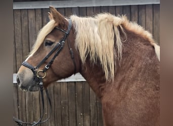 Black Forest Horse Mix, Mare, 6 years, 15,2 hh, Chestnut