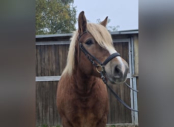 Black Forest Horse Mix, Mare, 6 years, 15,2 hh, Chestnut