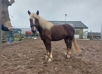 Black Forest Horse, Mare, 6 years, 15 hh, Brown