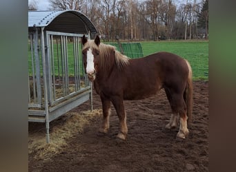 Black Forest Horse, Mare, 6 years, 15 hh, Chestnut