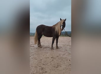 Black Forest Horse, Mare, 7 years, 14.2 hh, Chestnut