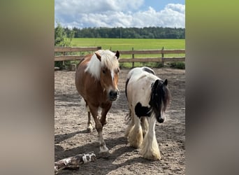 Black Forest Horse, Mare, 7 years, 14,1 hh, Chestnut-Red