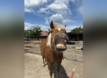 Black Forest Horse, Mare, 7 years, 14,1 hh, Chestnut-Red