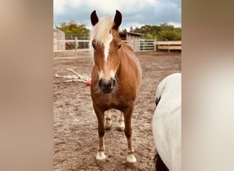 Black Forest Horse, Mare, 7 years, 14,1 hh, Chestnut-Red