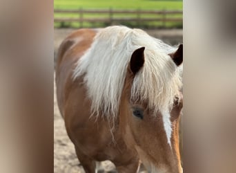 Black Forest Horse, Mare, 7 years, 14,1 hh, Chestnut-Red