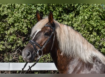 Black Forest Horse, Mare, 7 years, 15.1 hh, Chestnut