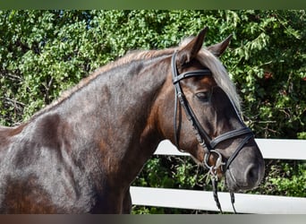 Black Forest Horse, Mare, 7 years, 15.1 hh, Chestnut