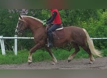 Black Forest Horse, Mare, 7 years, 15.2 hh, Chestnut