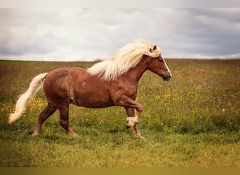 Black Forest Horse, Mare, 7 years, 15,1 hh, Chestnut