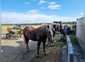 Black Forest Horse, Mare, 8 years, 15 hh