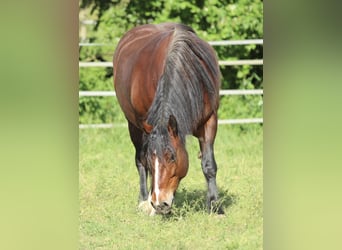 Black Forest Horse, Mare, 8 years, 15 hh, Brown