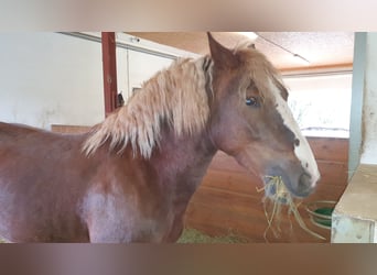 Black Forest Horse, Mare, 9 years, 14,3 hh, Chestnut