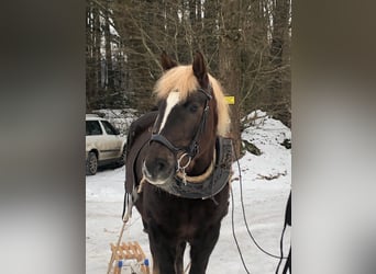 Black Forest Horse, Mare, 9 years, 14,3 hh, Chestnut-Red